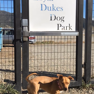 Loyal Duke's Dog Park photo 2